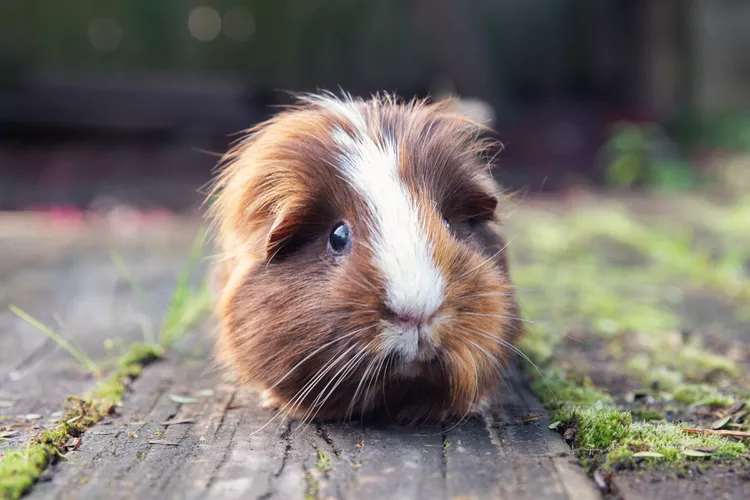 https://www.thesprucepets.com/about-guinea-pigs-1238899